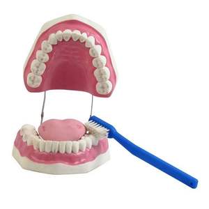 Modèle anatomique 3D complet de cœur humain, œil et dent, <span class=keywords><strong>Gamme</strong></span> Biologie de la Peau, Équipement de laboratoire de biologie - Product Image 2