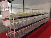Cage à poulet automatique, équipement agricole