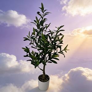 Olivo artificial, olivo artificial en maceta, olivo biónico, olivo artificial en maceta con aceite. - Product Image 6
