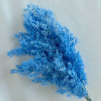 Gedroogde geconserveerde eeuwige asperges Myriocladus varenbloemen 100g handgemaakt huisdecoratie langdurig 3-5 jaar