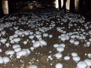 Заводская поставка, экстракт грибов мицелия агарикуса биспоруса - Product Image 4