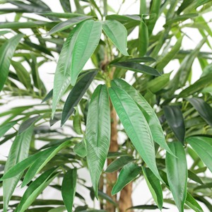Factory New Lightweight Plastic Evergreen <b>Artificial</b> <b>Tree</b> Easter Thanksgiving Christmas Valentine's Day Wedding New Year - Product Image 6