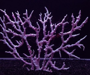 Tanque de peces de paisajismo de simulación de plástico de los Fondos Marinos agua falso <span class=keywords><strong>coral</strong></span> de establecimiento de plantas de agua - Product Image 2