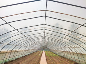 دفيئات زراعية ونفق زراعي من البلاستيك لزراعة الطماطم للبيع - Product Image 6