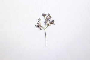 12 pezzi albero di Chinaberry <span class=keywords><strong>con</strong></span> rami di Scrapbooking resina epossidica naturale pianta vera fiore pressato fai da te - Product Image 6