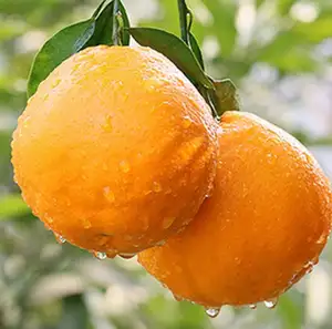 Chaîne chinoise de fruits frais, 1 pièce, fruits, Mandarin, marque