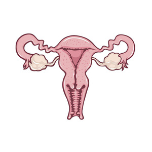 Rahim Organı Metal Rozeti Özel Emaye Broş Feminist Kadın Hakları Yaka İğnesi Doktor Hemşire Tıbbi Hediye Toptan - Product Image 5