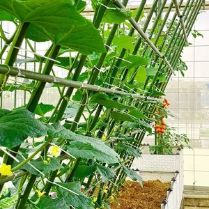 Cọc Nhựa Hỗ Trợ Cây Gậy Giữ Rau Gậy Leo Cây Hỗ Trợ Tăng Trưởng Cây Xanh Cọc Leo Cây - Product Image 5