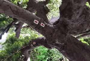 Bonsái Artificial <span class=keywords><strong>de</strong></span> Pino Hecho a Mano, 100% <span class=keywords><strong>de</strong></span> Aspecto Natural, <span class=keywords><strong>para</strong></span> Decoración <span class=keywords><strong>de</strong></span> Interiores del Hogar, Halloween, Navidad, Plástico Duradero - Product Image 5