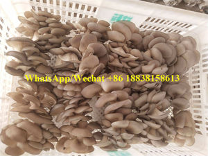 Insacchettatrice per inoculazione di funghi <span class=keywords><strong>Pleurotus</strong></span> abalone per uso agricolo/insacchettatrice per lavorazione della coltivazione di eryngii di funghi - Product Image 6