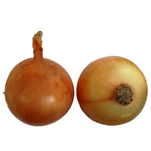 Esporta in cipolla fresca di dubai - Product Image 5