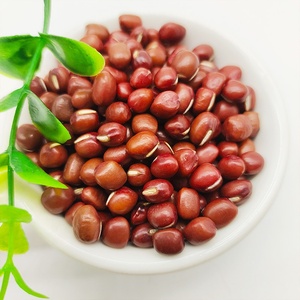 Venta al por Mayor de Frijoles <span class=keywords><strong>Adzuki</strong></span> Grandes, Frijoles Rojos Pequeños, Frijoles de Bambú - Product Image 2
