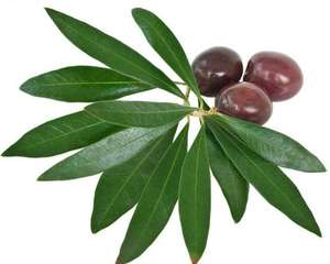 Bci. Extrato de folha de azeitona solúvel em água, produto de folha de azeitona em pó 25% - Product Image 2