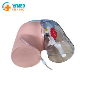 Modelo de Esqueleto de Glúteos para Entrenamiento de Inyección Intramuscular y Comparación, Modelo Transparente para Inyección en Glúteos, Modelo de Enfermería - Product Image 3
