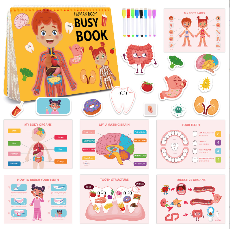 Body Parts Learning Books Children s
