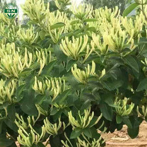 Thé aux fleurs de chèvrefeuille bio Jin Yin Hua herbes chinoises fraîchement traitées feuilles en vrac emballées en boîte ou bouteille en vrac - Product Image 1