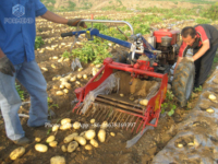 Moissonneuse-batteuse de pommes de terre à l'ail sucré tracté par tracteur
