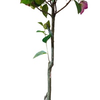 Oh Artes, Arbre artificiel de bougainvillier de 1,5 m pour décoration intérieure et extérieure, plantes artificielles, ornements de jardin