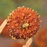 Thé Dianhong du Yunnan riche en vitamine C, arbre ancien, thé compressé sauvage de Rosa Roxburghii