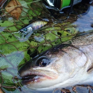 TOPRIGHT M132 50mm 5,2g 2022 Neues Produkt Jerkbait Sinkender <span class=keywords><strong>Minnow</strong></span> Pesca Sinkender Harter Köder <span class=keywords><strong>Minnow</strong></span>-Köder Fischköder - Product Image 5