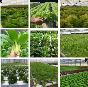 Hydroponic NFT Channel Growing System Hydroponics Gutter System Areoponic Growing System Greenhouse Lettuce <strong>Planting</strong> <strong>Tables</strong> - Product Image 4