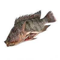 Tilapia noire de qualité supérieure et à prix compétitif, en gros, éviscérée et écaillée, tailles 250-350-550-750-950g, poisson frais congelé