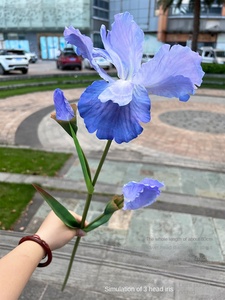 Venta al por mayor nuevo <span class=keywords><strong>IRIS</strong></span> artificial de 3 cabezas púrpura y blanco para jardín decoración de boda flores falsas para comercio exterior - Product Image 5