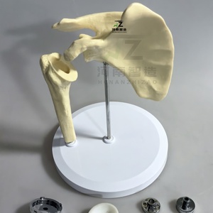 2025 New Chất lượng cao nhân tạo Vai Doanh chỉnh hình đào tạo mô hình đào tạo y tế mô hình - Product Image 4