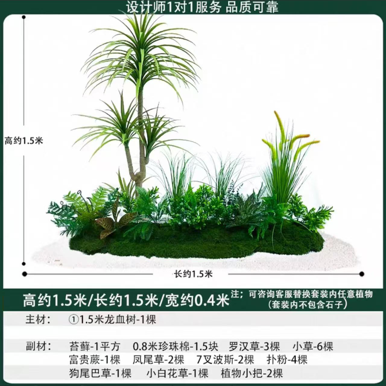 Livistona chinensis 1m de long