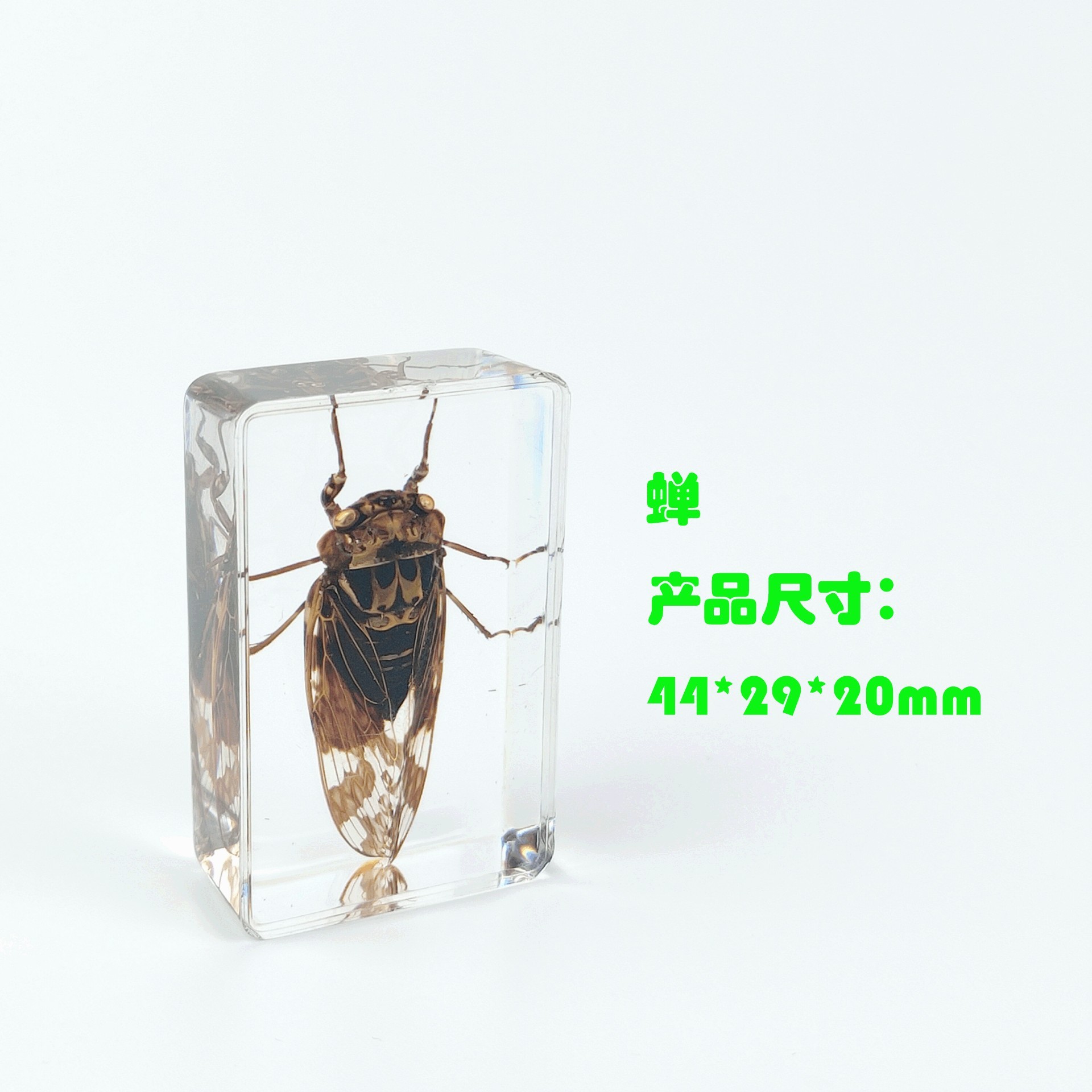 Sp cicada-442916mm