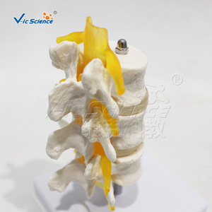 Modèle de vertèbres lombaires à trois segments de haute précision, en PVC, avec structure précise ; une démonstration de pathologie - Product Image 4