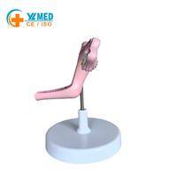 Modelo Anatómico de Útero y Ovario Femenino de Tamaño Real, Modelo de Órgano Reproductivo Humano con Base para Enseñanza Médica en Ginecología