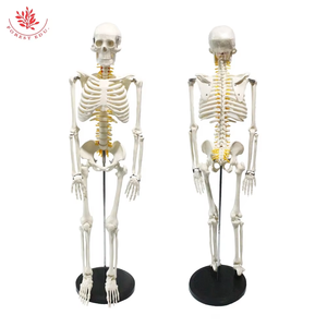 Bộ xương con người mô hình 85cm frt005 W/tủy sống và thần kinh giải phẫu Bộ Xương cấu trúc mô hình y tế con người nghiên cứu mô hình - Product Image 5