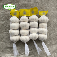 Nouvel ail frais de Chine du Shandong gingembre graines de Chine pour la plantation d'ail blanc normal frais