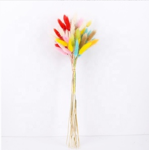 Fourniture d'usine Prix attractif Queue de lapin Herbe Bundle Fleur séchée Diverses couleurs <span class=keywords><strong>Lagurus</strong></span> Ovatus Queue de lapin Herbe - Product Image 4
