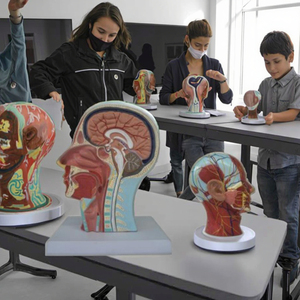 Modèles d'anatomie médicale, modèle anatomique de la tête et <span class=keywords><strong>du</strong></span> <span class=keywords><strong>cou</strong></span>, modèle de tête sagittale moyenne avec squelettes vasculaires et nerveux - Product Image 3