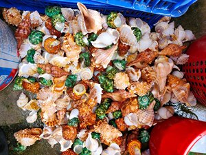 เปลือกหอยหอยทากทะเลแบบเกลียวสำหรับตกแต่งบ้าน - Product Image 3