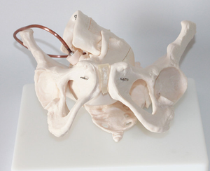 Mô Hình Xương Chậu Nữ Kích Thước Cuộc Sống Tập Luyện Điều Dưỡng Khoa Học Y Tế Giảng Dạy Giải Phẫu Người Với Hộp Sọ Em Bé Có Thể Tháo Rời - Product Image 4