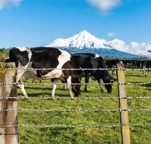 Fil de fer <span class=keywords><strong>barbelé</strong></span> en gros d'usine, fil de fer <span class=keywords><strong>barbelé</strong></span> galvanisé à chaud, rouleau de clôture, clôture de ferme - Product Image 6