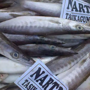 سفينة طازجة في المحيط الهادئ-توزيع عالمي لسمك الحصان - Product Image 3