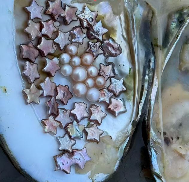 multi pearl mussel-star/Edison Pearl 7-10mm