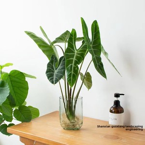 Alocasia Calathea à feuilles sablées, plante hydroponique bonsai, grande 'Fairy' Alocasia de 40-50 cm, verdure rouge-rougeâtre intense - Product Image 3
