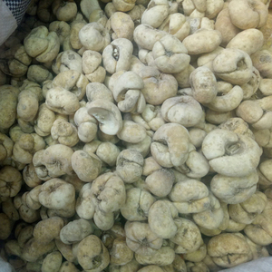 Zhe Bei Mu Bulbes de racines de Fritillaire Thunbergii de grande taille, Fritillaire de <span class=keywords><strong>Thunberg</strong></span> à vendre - Product Image 5