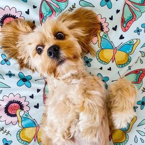 ผ้าห่มกำมะหยี่สำหรับสัตว์เลี้ยง,ที่นอนสุนัขเชอร์ปาไม่ซ้ำใครออกแบบได้ตามต้องการ - Product Image 4