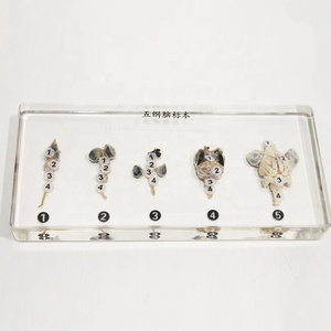 Высококачественные образцы животных для изучения анатомии, учебные пособия для школ, модели из прозрачной смолы - Product Image 1