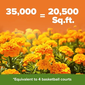 Qualité supérieure Crackerjack Marigold Set Home Grown Outdoor Garden Flower <span class=keywords><strong>Pot</strong></span> Europe Design Nursery Bulk Desktop Floor Use - Product Image 2