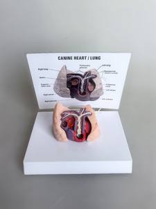 कैनाइन दिल और फेफड़े का मॉडल पशु शरीर शरीर शरीर शरीर शरीर रचना मॉडल पशु चिकित्सा के लिए हृदय और फेफड़ों के हृदय रोग का - Product Image 4