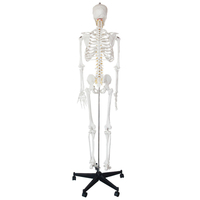 Modèle de squelette anatomique en PVC, squelette humain, modèle 3D, anatomie, squelette humain en plastique, modèle de squelette, 180 cm
