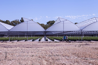 Serre agricole à toit dentelé, petite serre hydroponique en polyfilm pour la culture professionnelle des légumes
