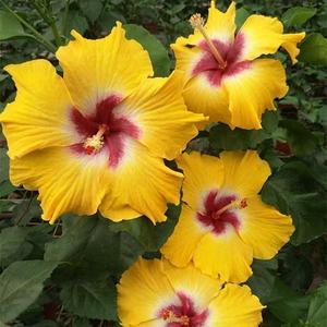 Variété d'Hibiscus mutabilis facile à cultiver pour la décoration des jardins fleuris et l'aménagement extérieur - Product Image 1